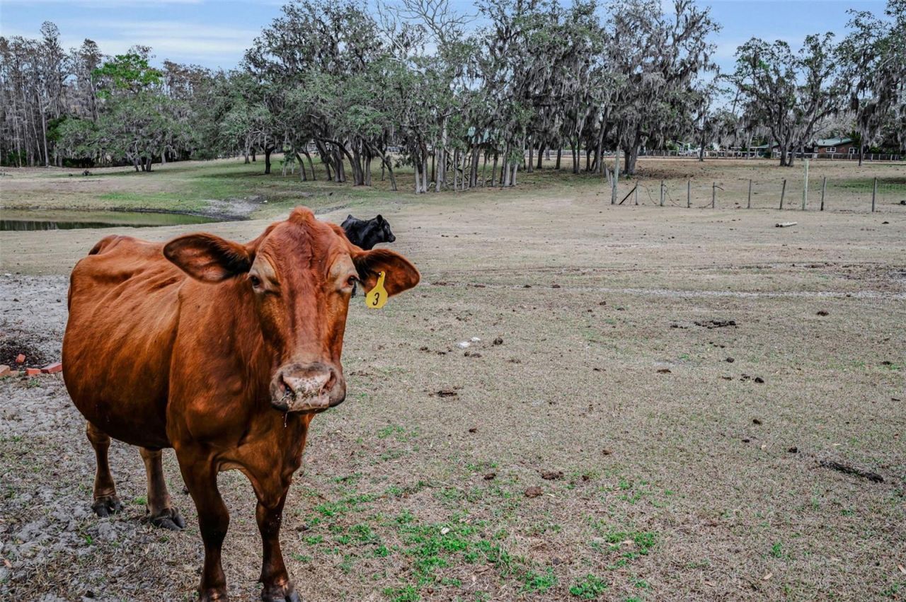 7230 Old Homestead Road, New Port Richey, FL 34654 Photo