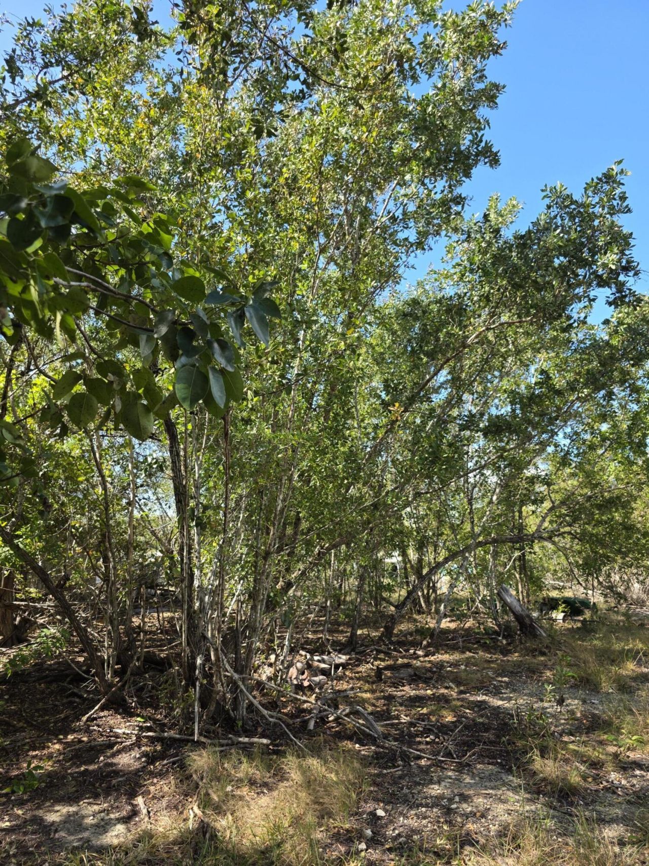 838 Loggerhead Lane, Sugarloaf, FL 33042 Photo