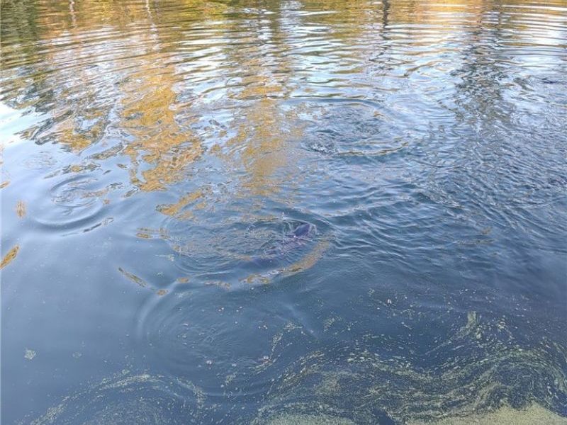 5288 Wheathill Road, East Palestine, OH 44413 Photo 42