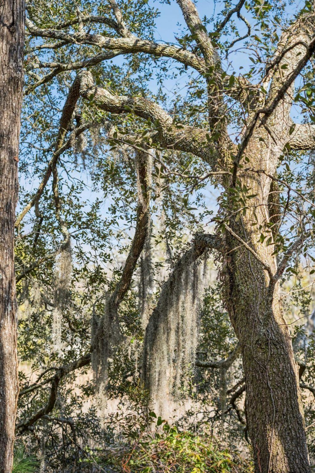 9 Arabian Drive Photo 101