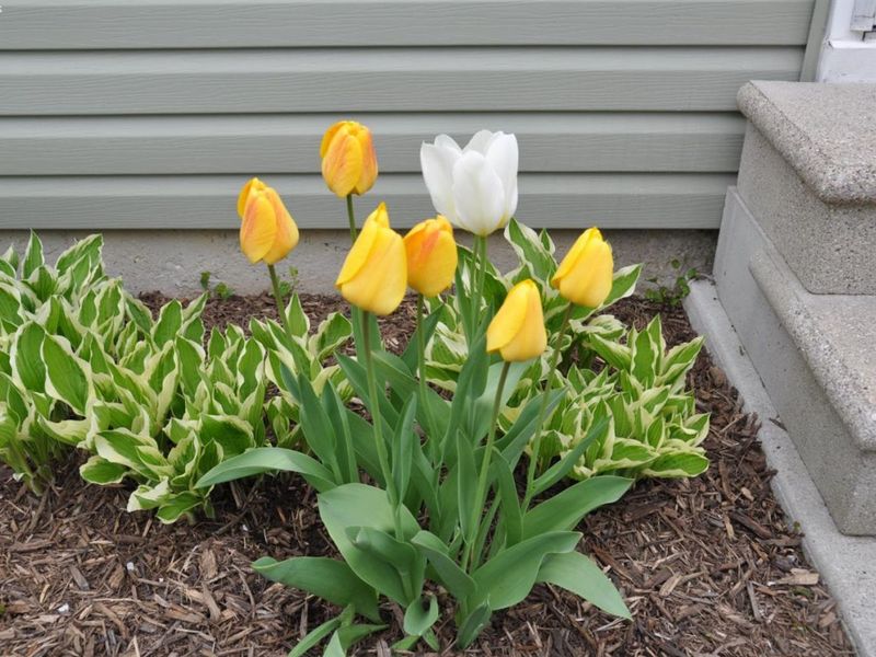 28845 Starlight Road, Perrysburg, OH 43551 Photo 8