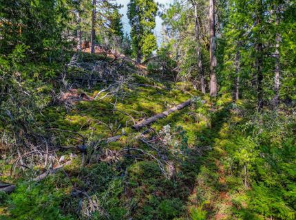 593 Avery Sheep Ranch Rd, Avery, CA 95224 Photo