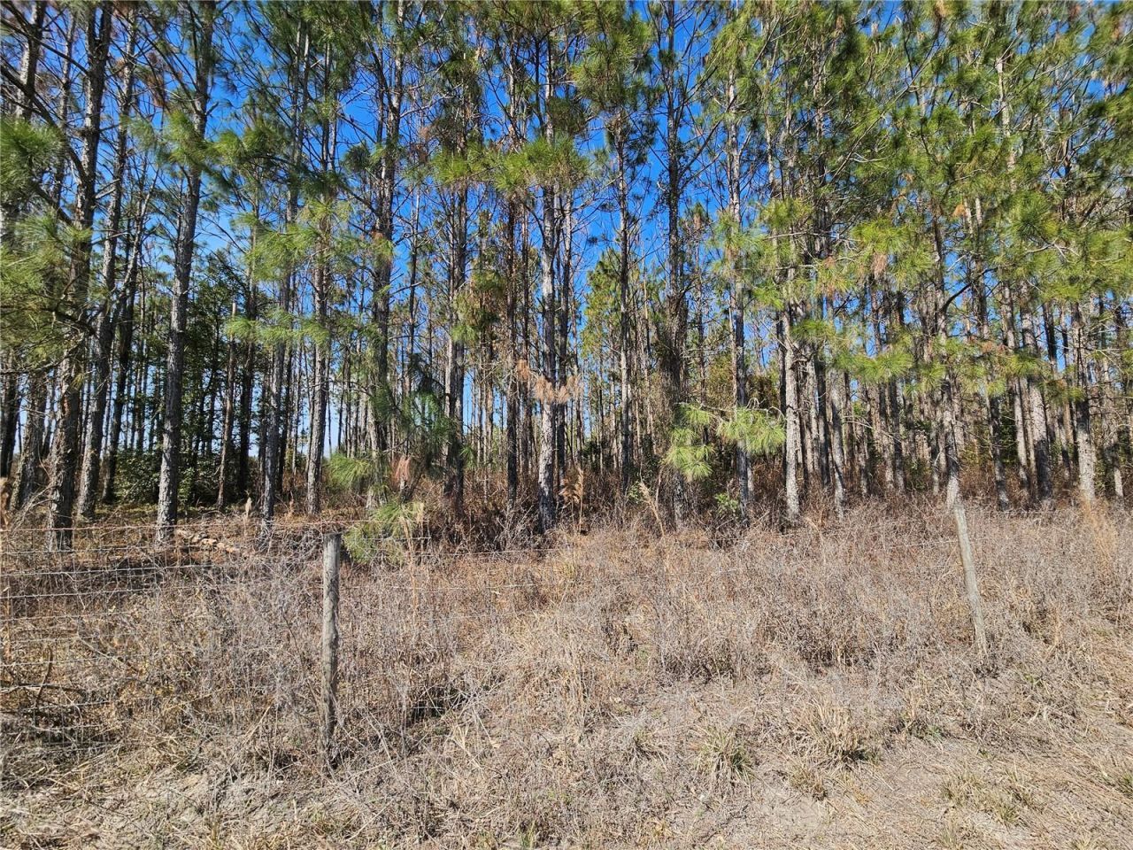 13308 Duck Lake Canal Road, Dade City, FL 33525 Photo