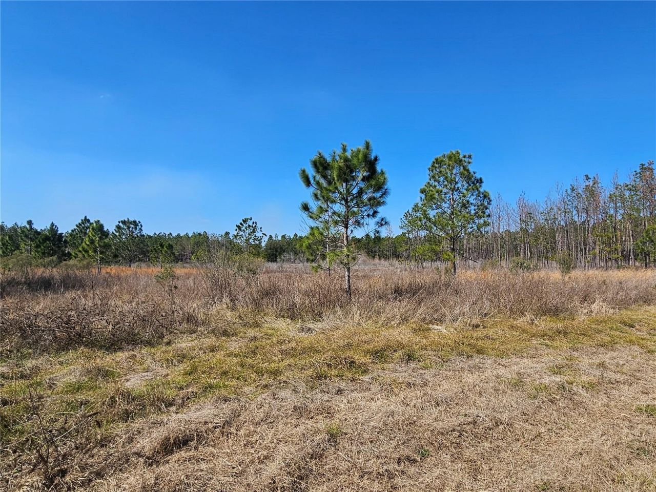 13308 Duck Lake Canal Road, Dade City, FL 33525 Photo