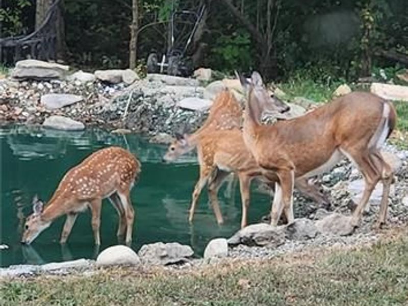 1229 Eaton Fort Nesbit Road, New Paris, OH 45347 Photo 46