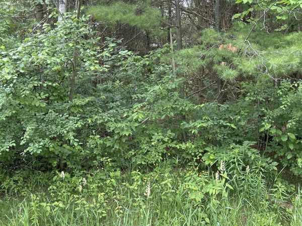 Radov Road, Gladwin, MI 48624