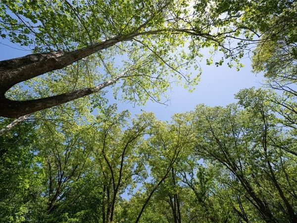 TBD Savidge Circle, Bella Vista, AR 72715