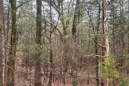 1178 Great Falls Highway photo 4