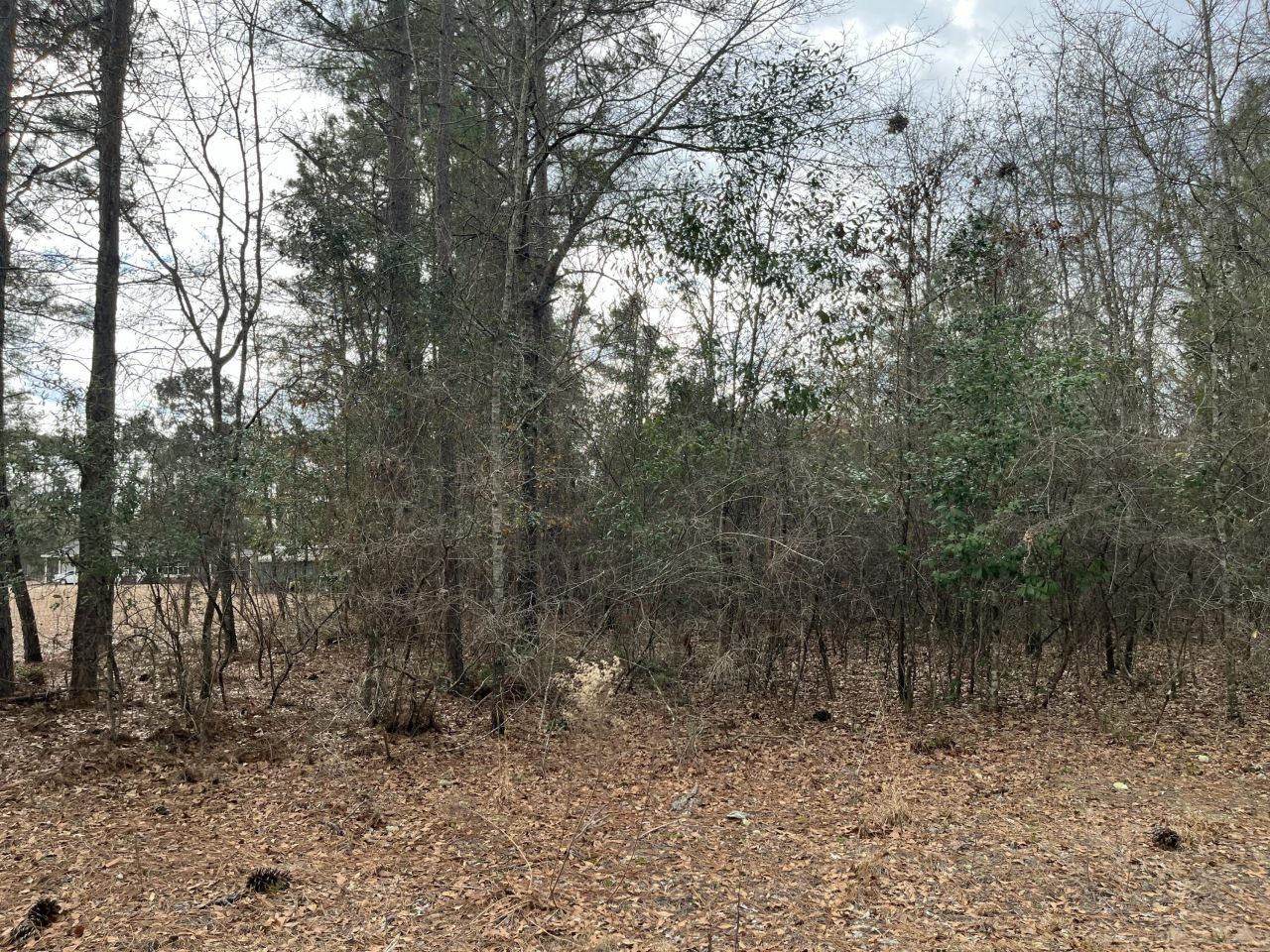 101 Driggers Lane Photo 14