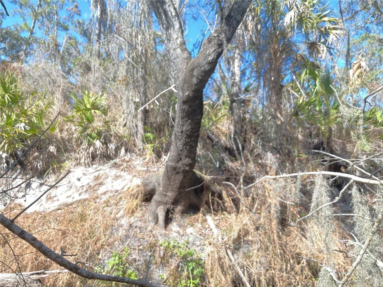 4051-3803 Dixiana Drive, Bowling Green, FL 33834 Photo