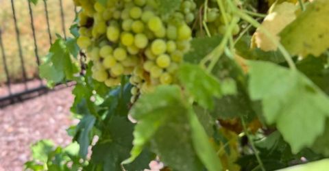 9173 Vervain Way, Sacramento, CA 95829 Photo