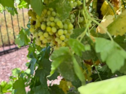 9173 Vervain Way, Sacramento, CA 95829 Photo