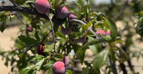 9173 Vervain Way, Sacramento, CA 95829 Photo