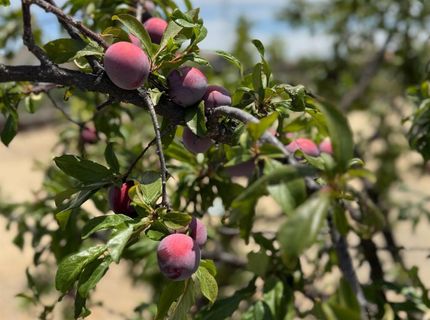 9173 Vervain Way, Sacramento, CA 95829 Photo