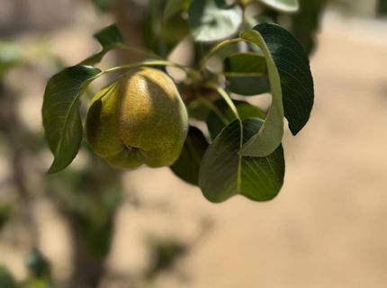 9173 Vervain Way, Sacramento, CA 95829 Photo