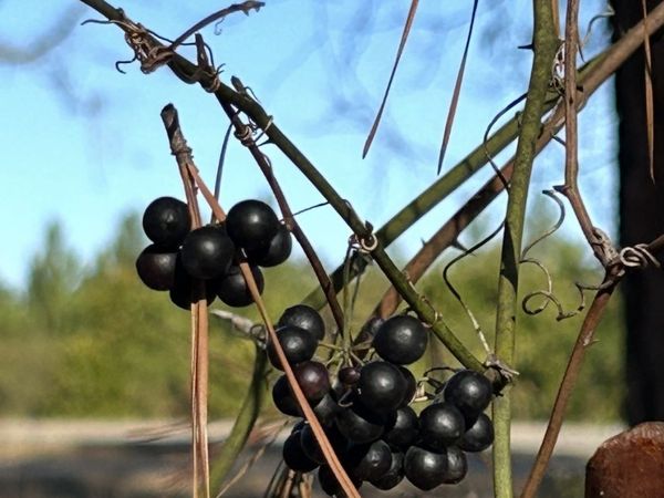 29 Tarpley Road, Danville, GA 31017