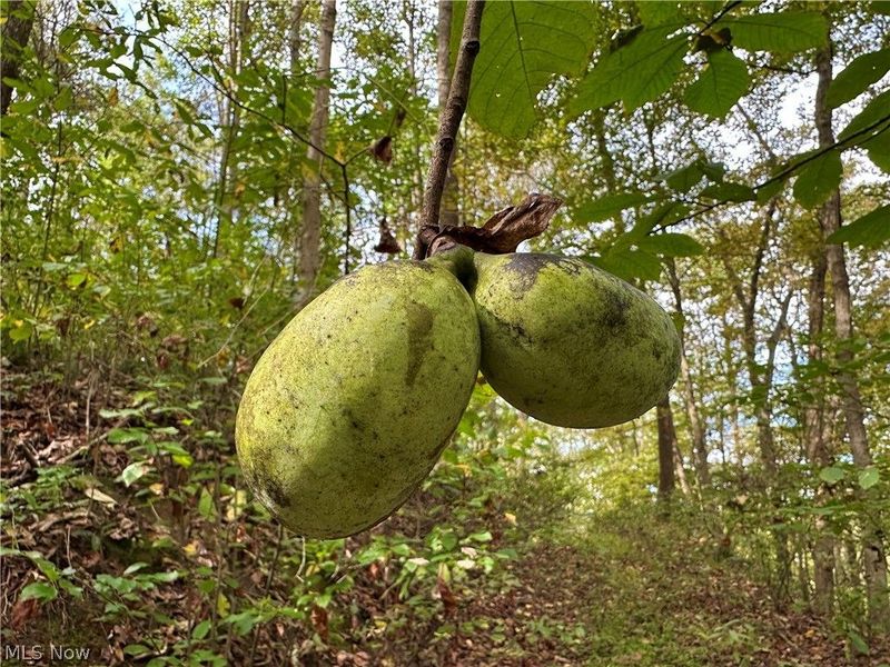 0 Tadpole Run Rd, Marietta, OH 45750 Photo 13