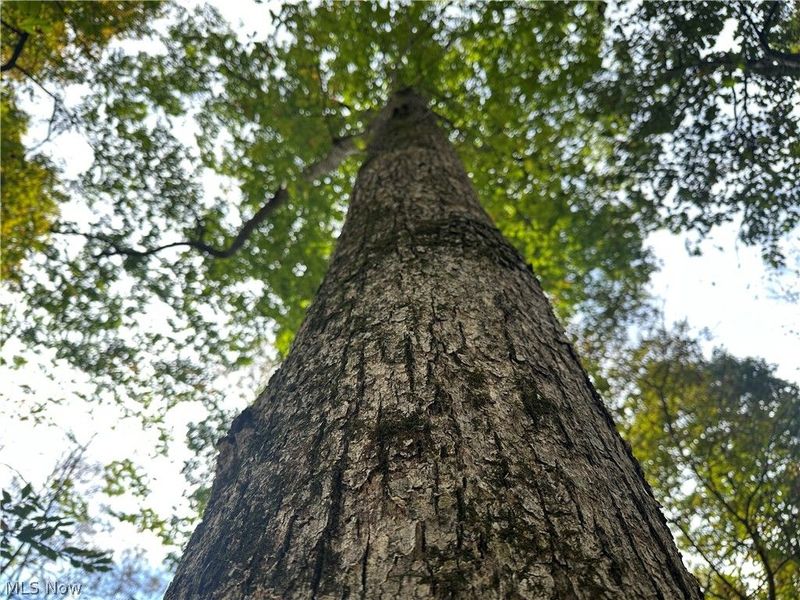 0 Tadpole Run Rd, Marietta, OH 45750 Photo 16