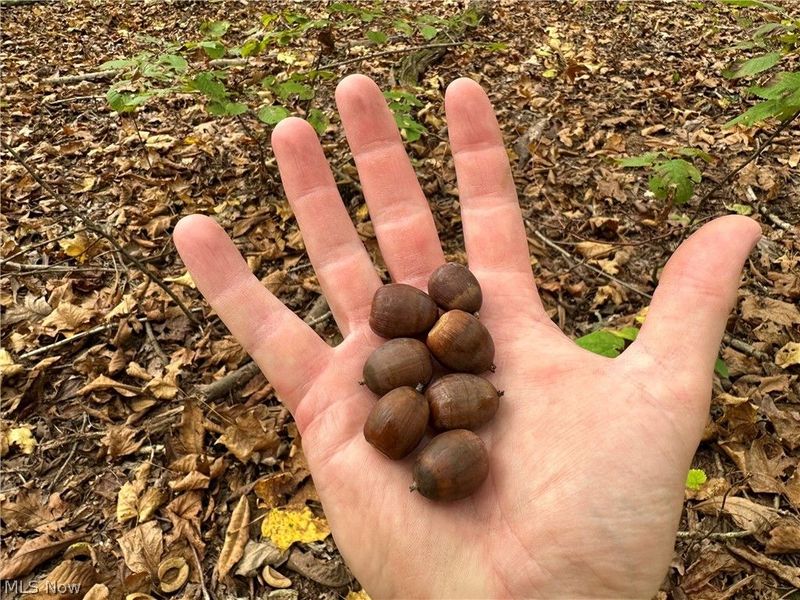 0 Tadpole Run Rd, Marietta, OH 45750 Photo 23