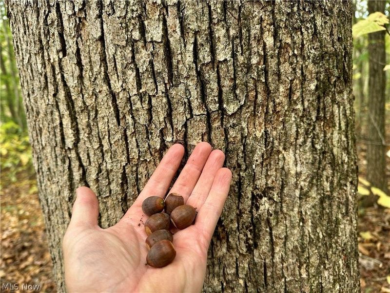 0 Tadpole Run Rd, Marietta, OH 45750 Photo 24