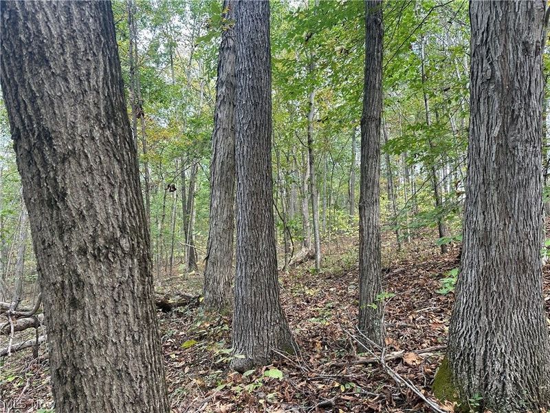 0 Tadpole Run Rd, Marietta, OH 45750 Photo 26