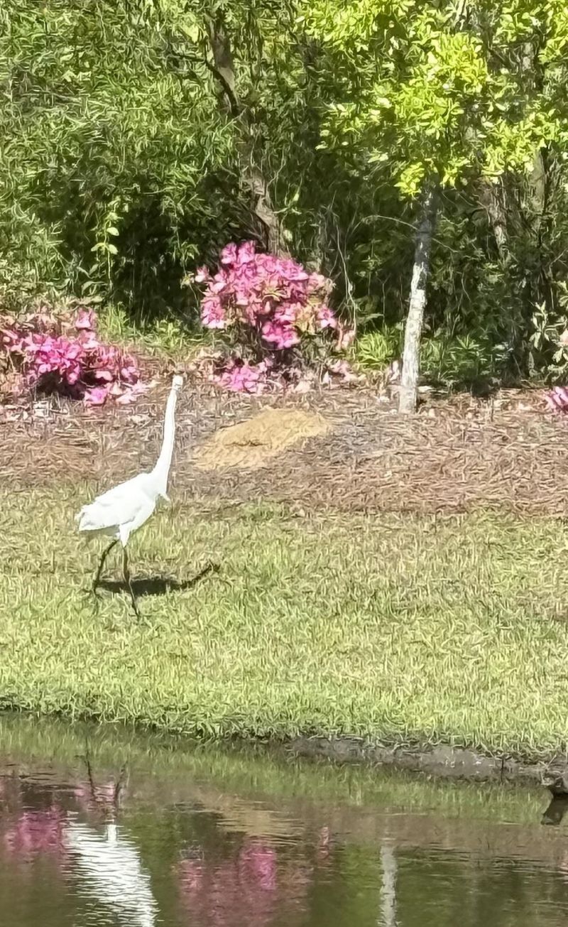 118 Ranch Haven Dr. Photo 62