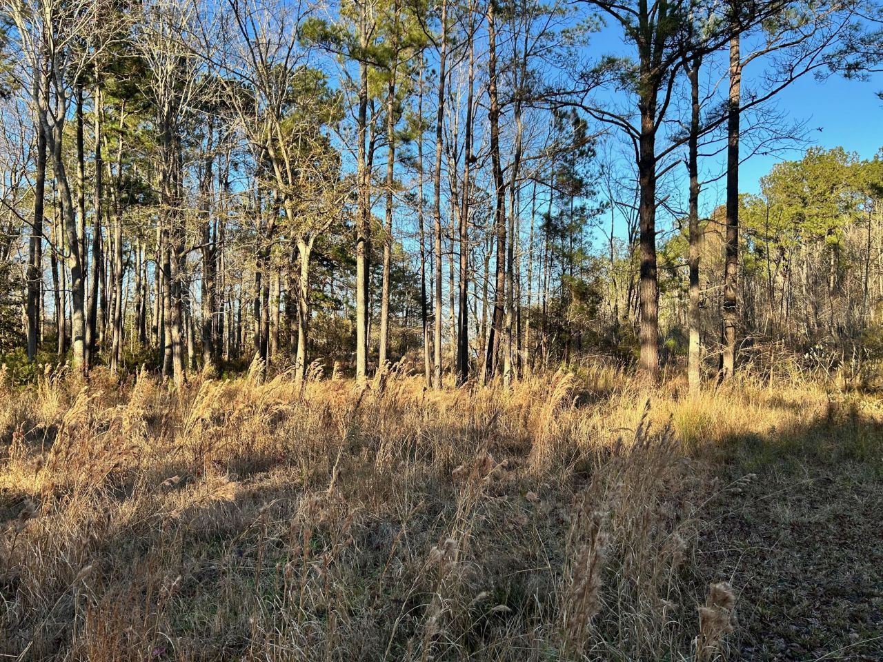 1420 Pinopolis Road Photo 12