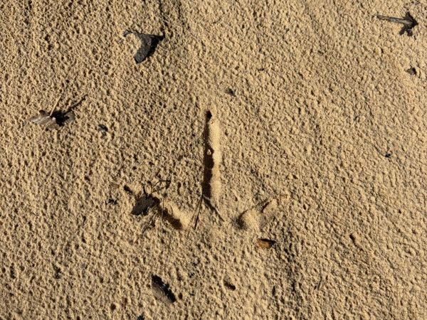 County Road 163 , Carrollton, MS 38917