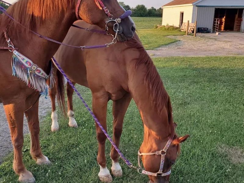 4505 N Alcony Conov Road, Casstown, OH 45312 Photo 39