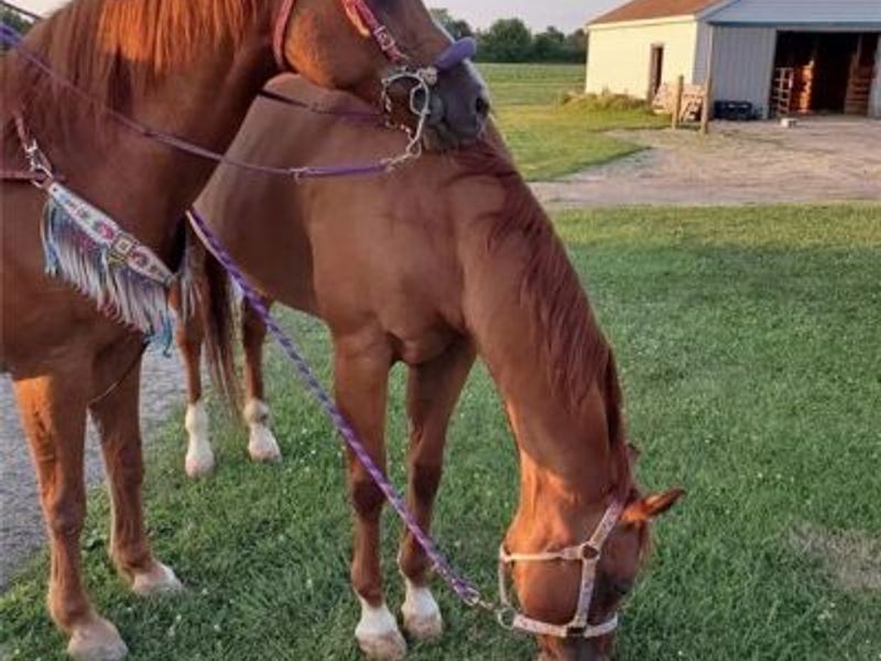 4505 N Alcony Conov Road, Casstown, OH 45312 Photo 53