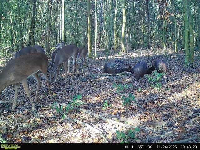 00 121st Rd, O Brien, FL 32071 Photo