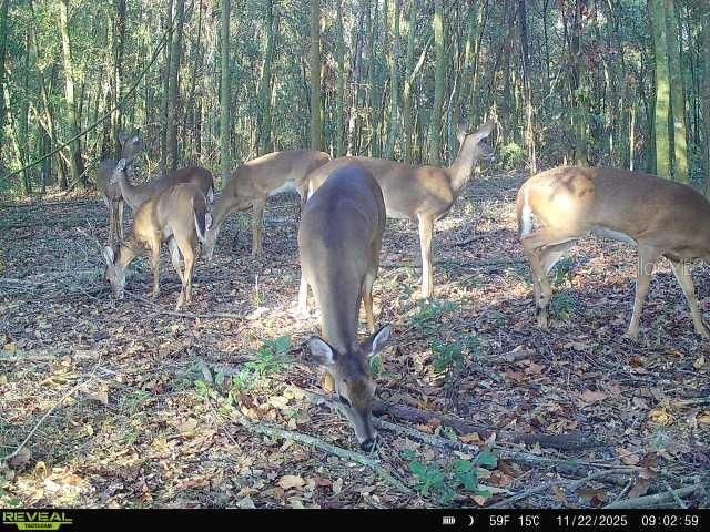 00 121st Rd, O Brien, FL 32071 Photo