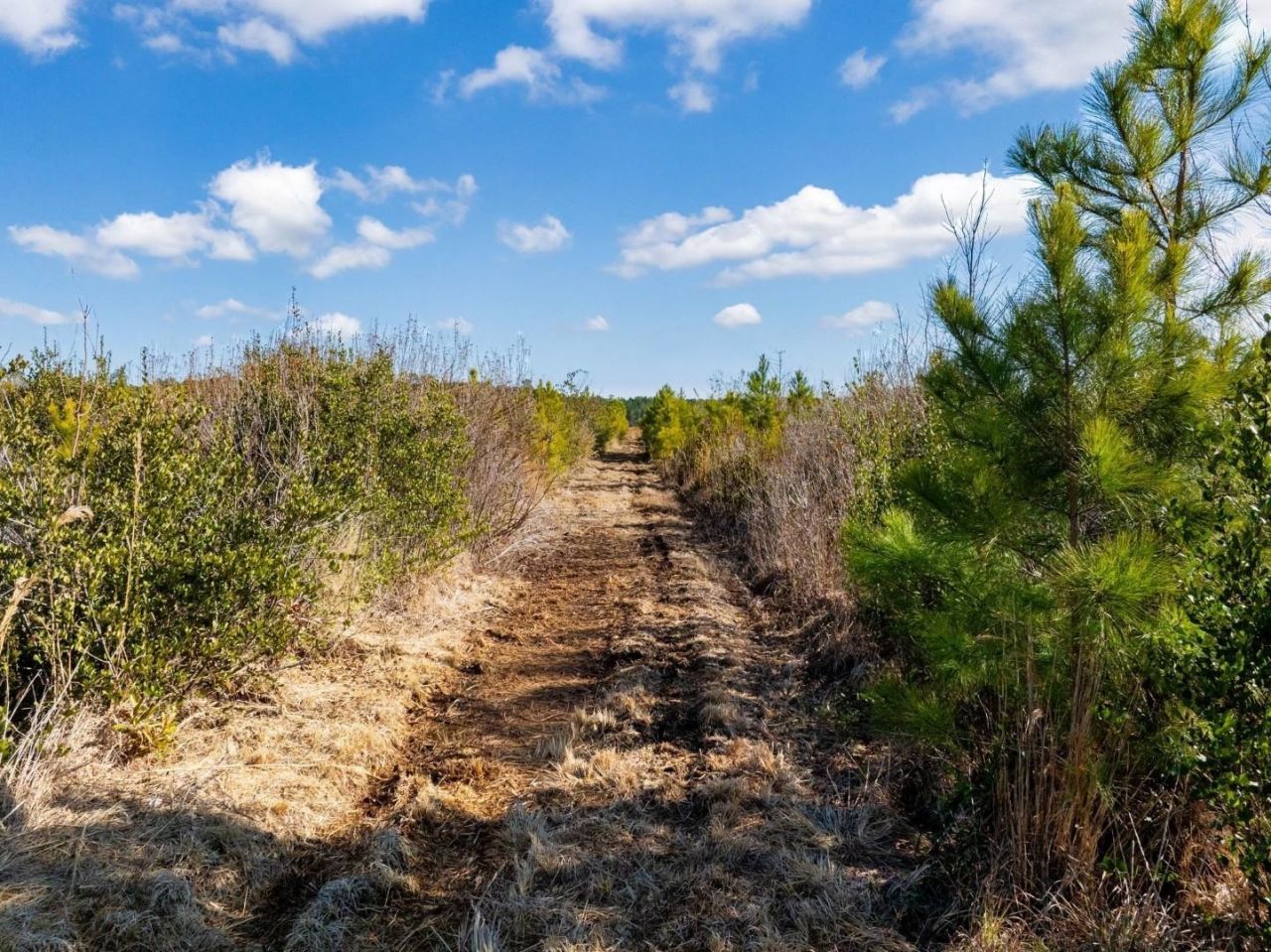 100 Acres Fifteen Mile Bay Rd. Photo 15