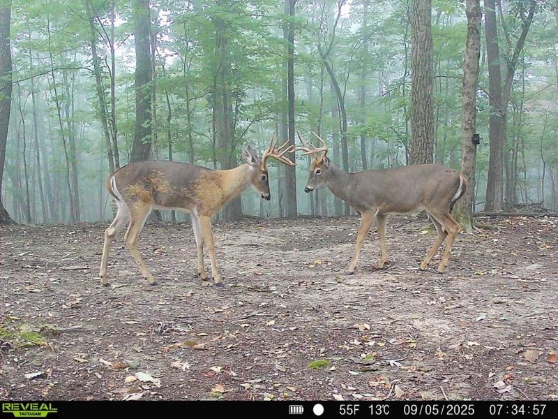 1256 Prussia Road, Waverly, OH 45690 Photo 90