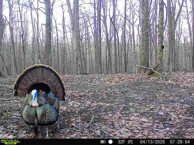 1256 Prussia Road, Waverly, OH 45690 Photo 97