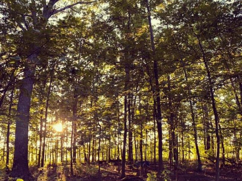 4959 Smothers Road, Westerville, OH 43081 Photo 20