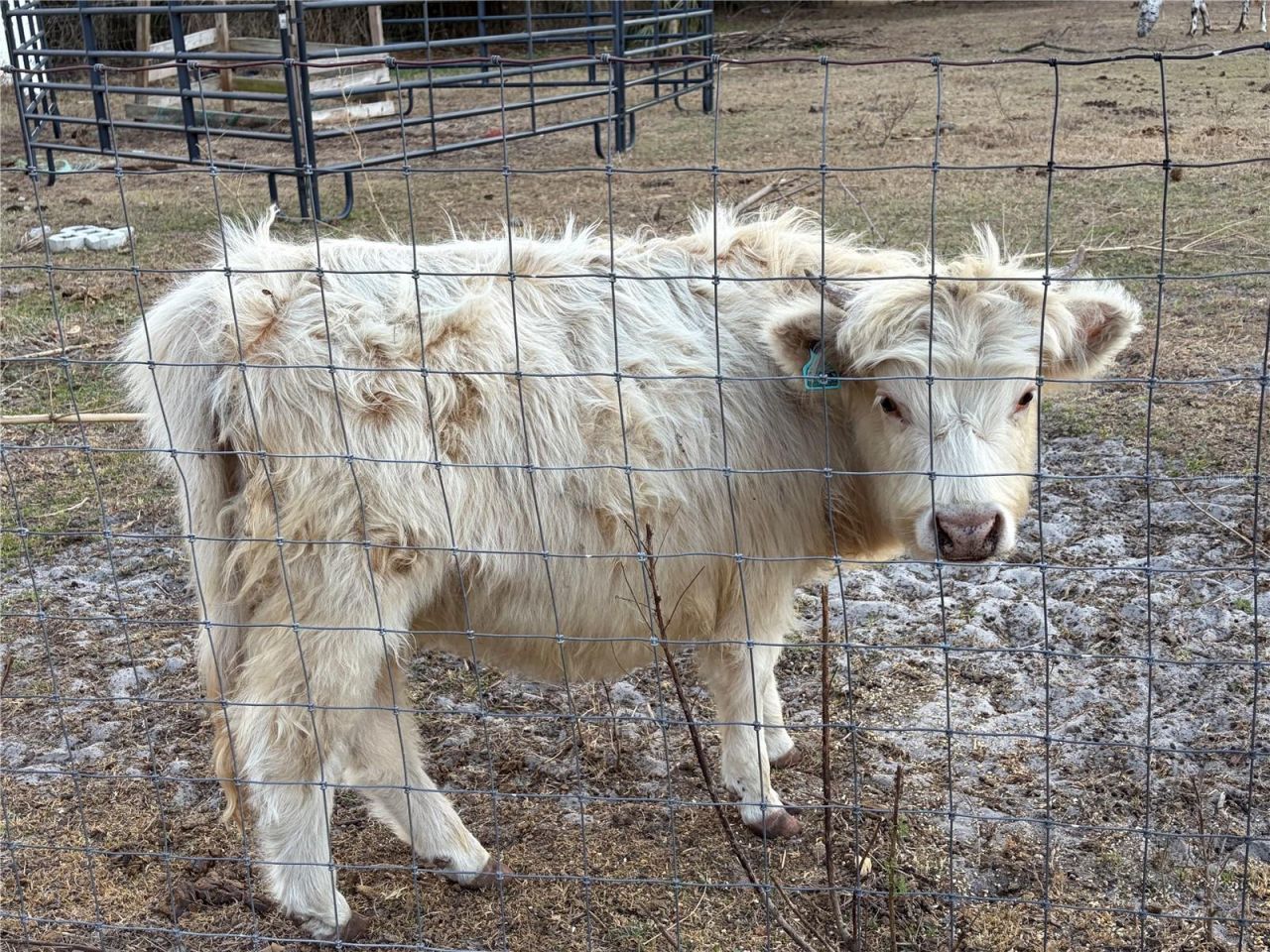 3009 Jim Johnson Road, Plant City, FL 33566 Photo