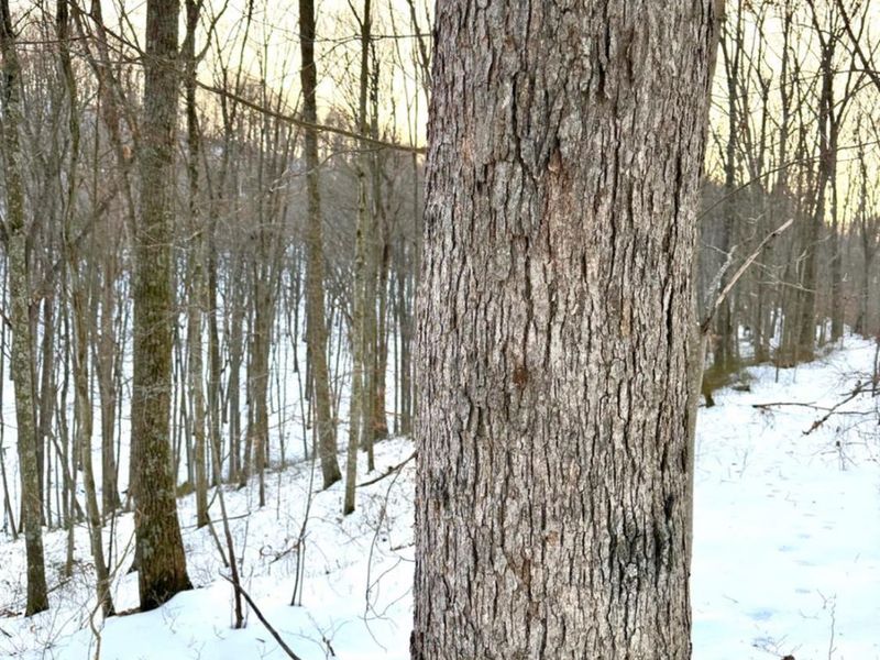 0 Carrs Run, Jackson Twp, OH 45613 Photo 10