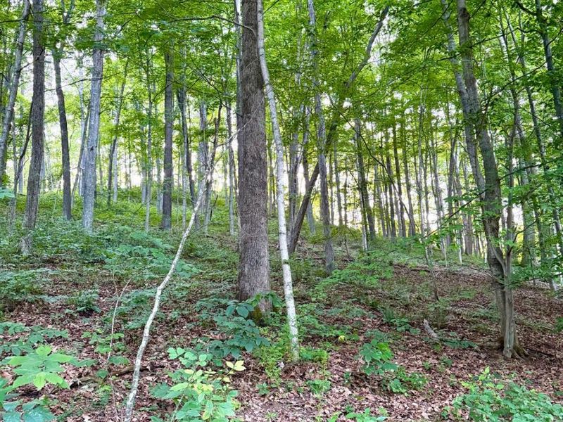 0 Carrs Run, Jackson Twp, OH 45613 Photo 12