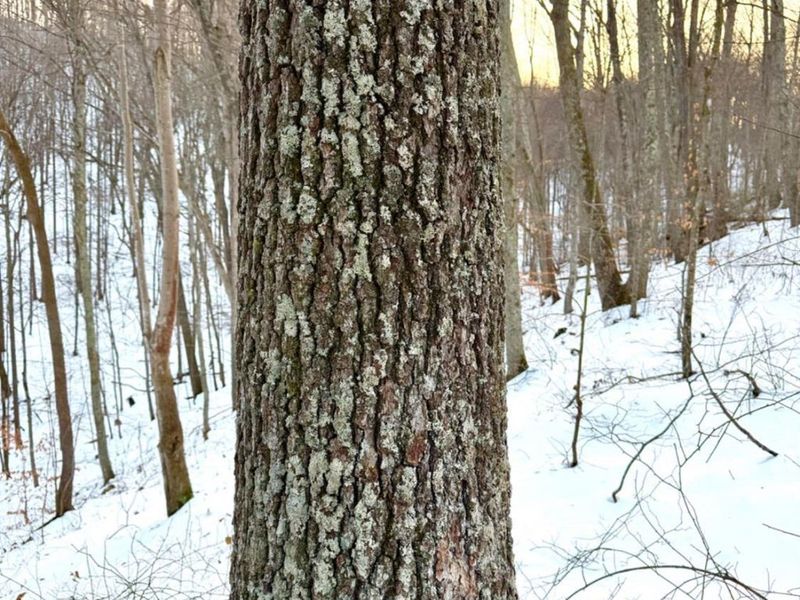 0 Carrs Run, Jackson Twp, OH 45613 Photo 13