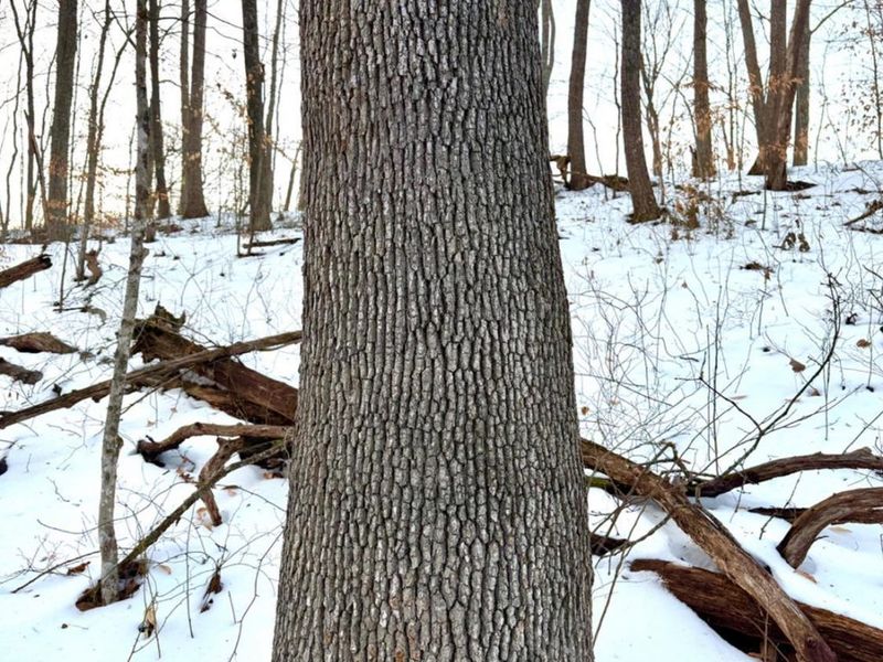 0 Carrs Run, Jackson Twp, OH 45613 Photo 14