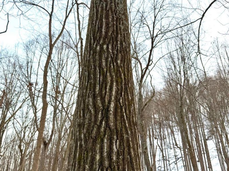 0 Carrs Run, Jackson Twp, OH 45613 Photo 15