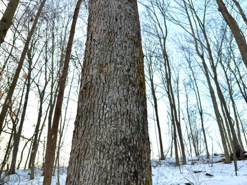 0 Carrs Run, Jackson Twp, OH 45613 Photo 16