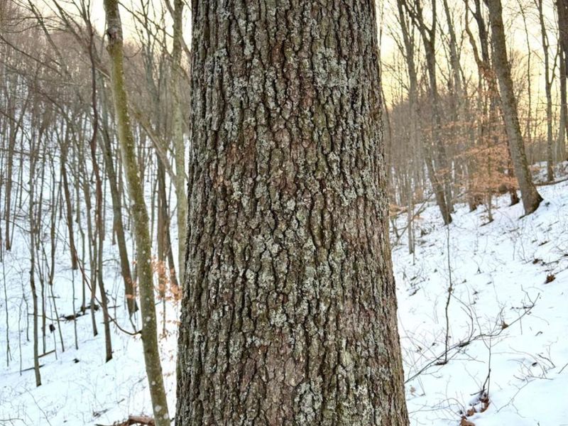 0 Carrs Run, Jackson Twp, OH 45613 Photo 18