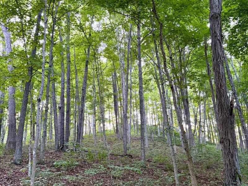 0 Carrs Run, Jackson Twp, OH 45613 Photo 19