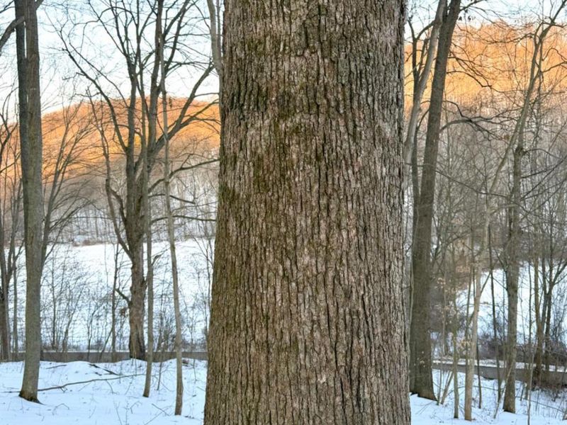 0 Carrs Run, Jackson Twp, OH 45613 Photo 2