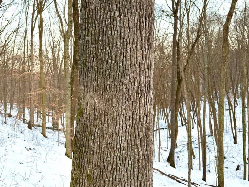 0 Carrs Run, Jackson Twp, OH 45613 Photo 20