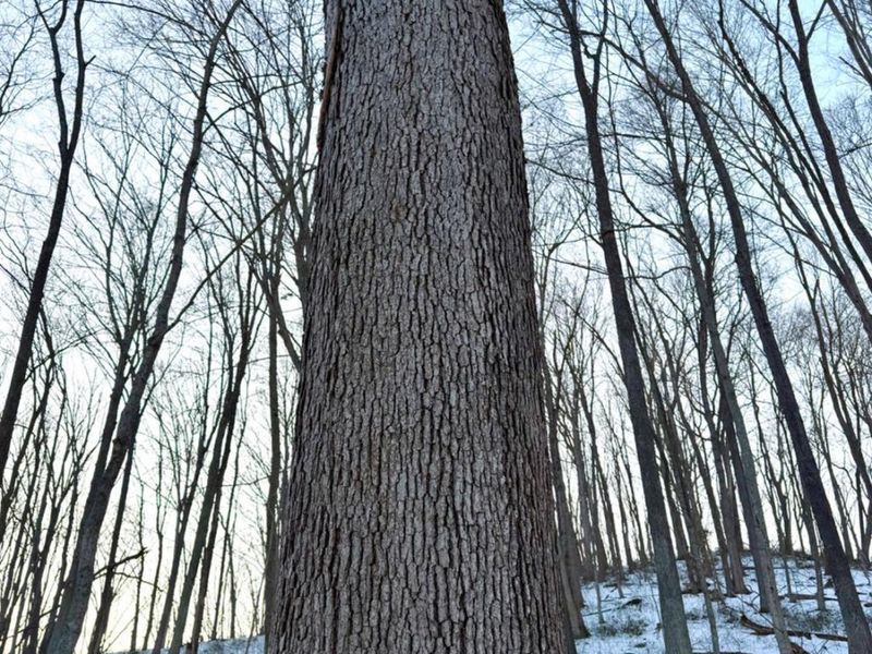 0 Carrs Run, Jackson Twp, OH 45613 Photo 34