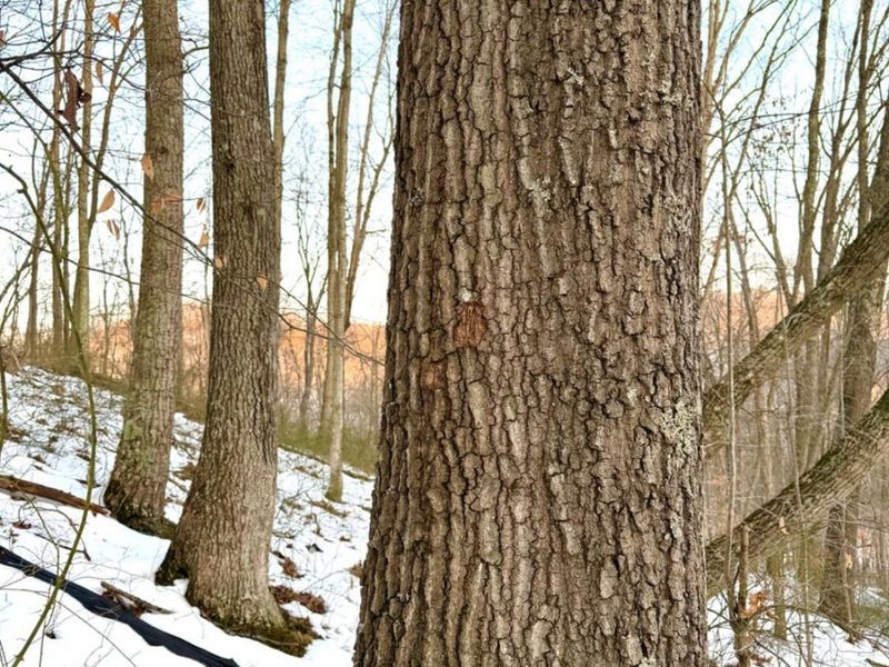 0 Carrs Run, Jackson Twp, OH 45613 Photo 35