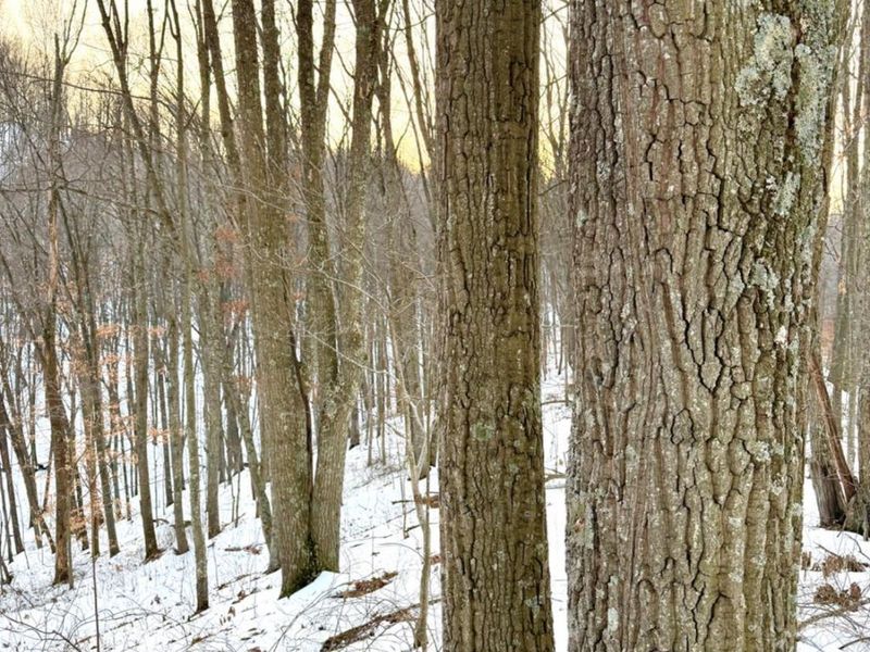 0 Carrs Run, Jackson Twp, OH 45613 Photo 39